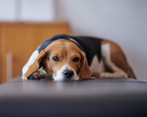 Chili – Head of Happiness