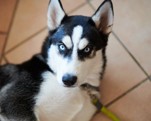 Rosa – Head of Happiness